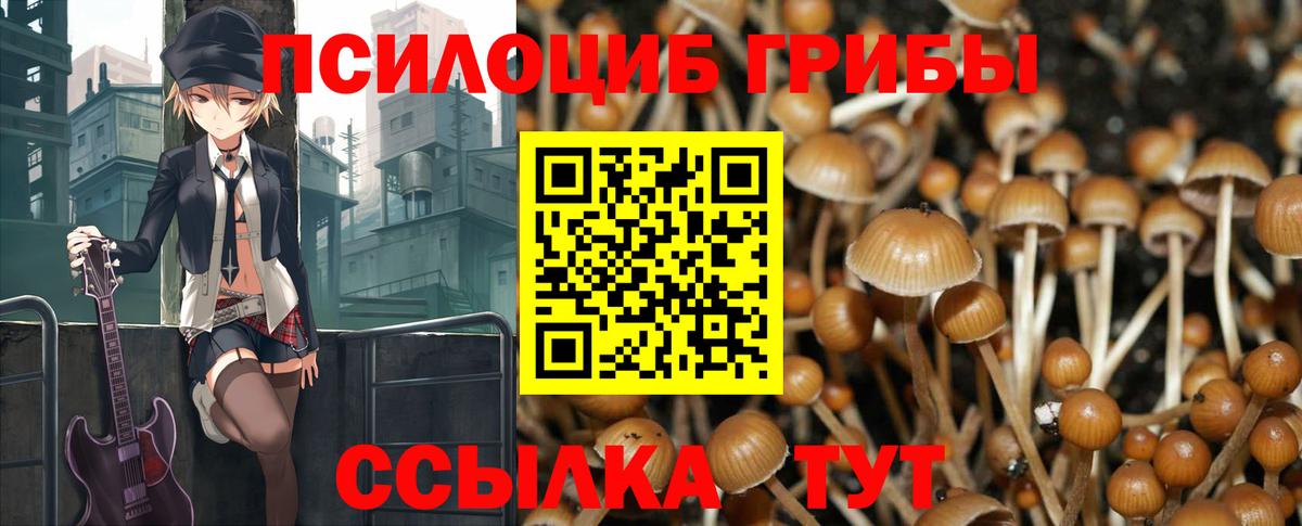 Псилоцибиновые грибы Cubensis Богородск